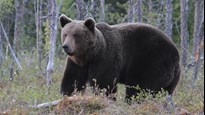 Bear in the woods