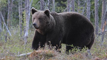 Bear in the woods