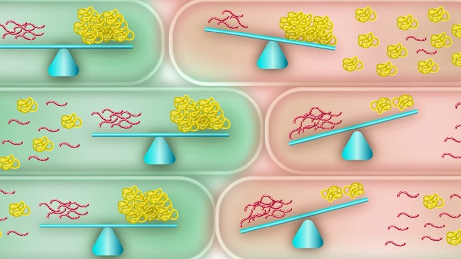 Representation of balance between mRNA and protein