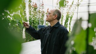A man is studying a plant in the foreground.