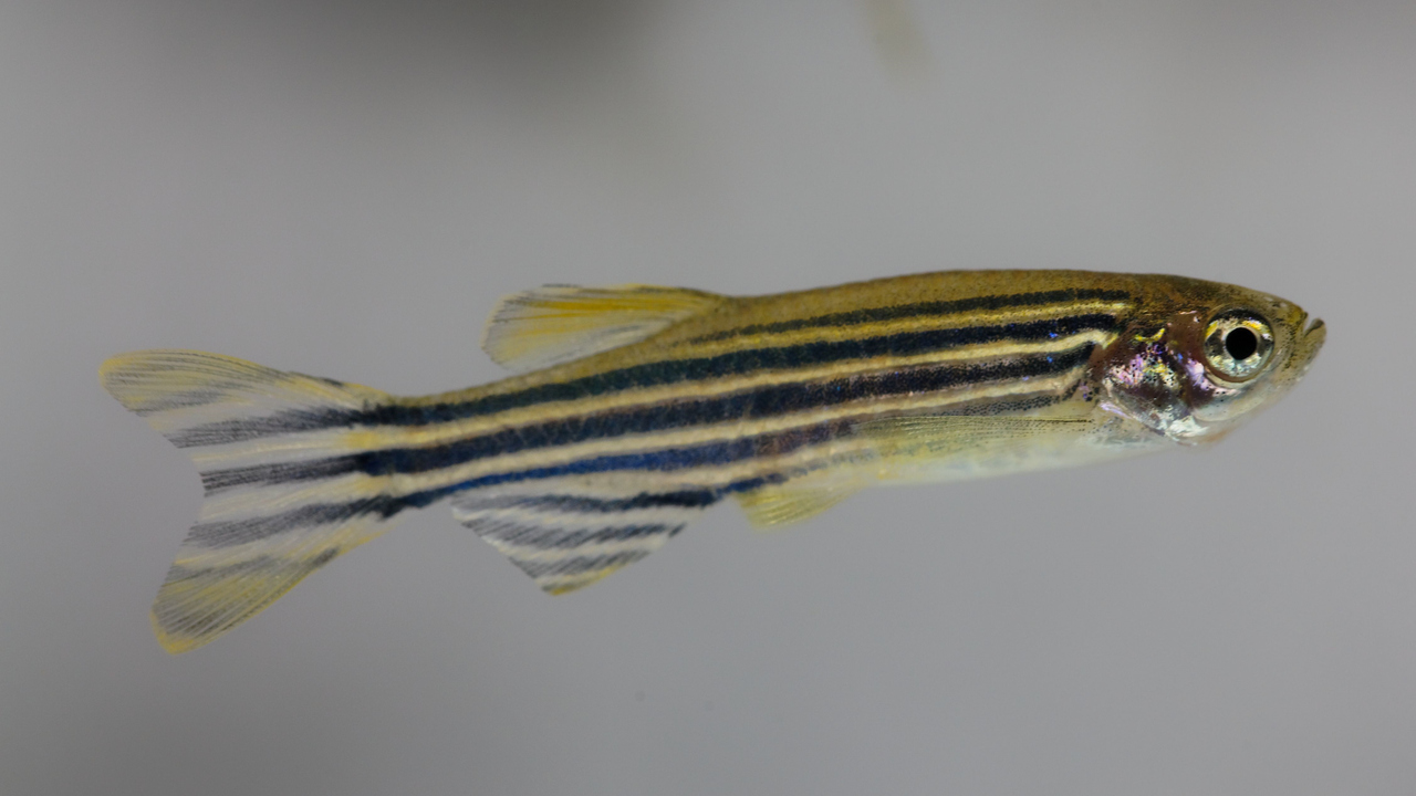 I muscoli oculari del pesce zebra possono aiutare a combattere le malattie