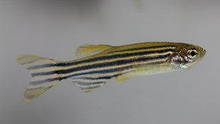 Zebrafisk