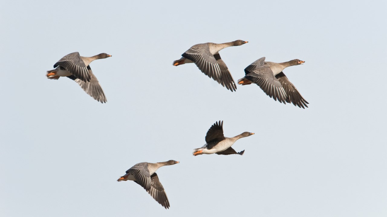 Sädgäss som flyttar.