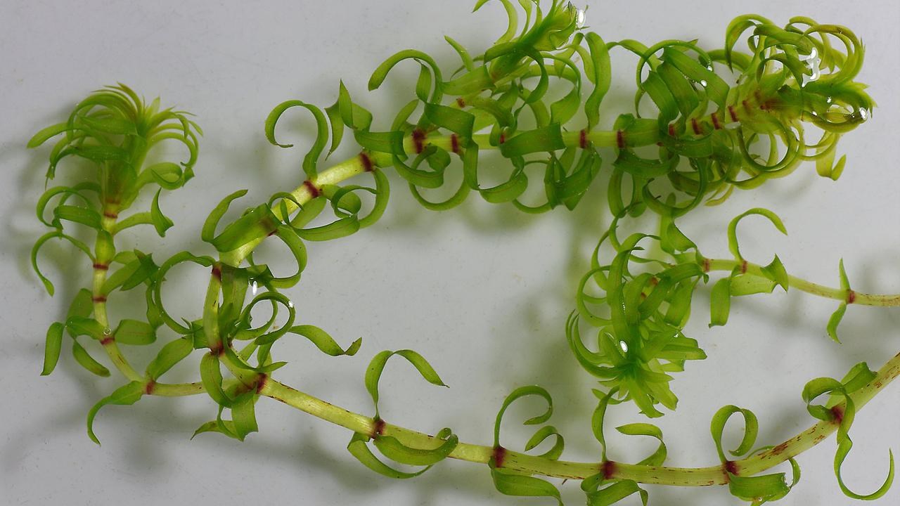 Den invasiva växten Elodeaa Nuttallii.