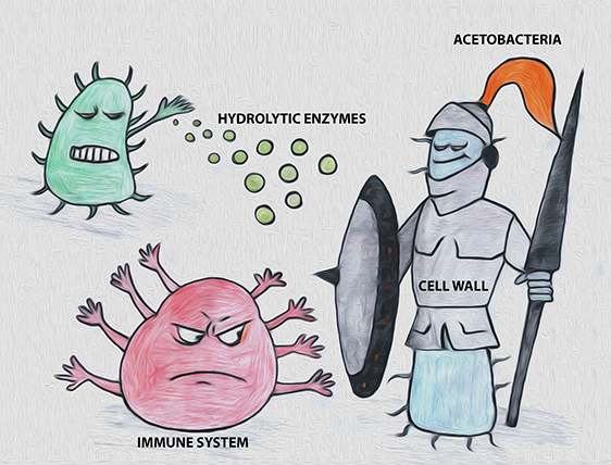 Illustration of cell armour