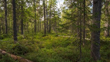 skog