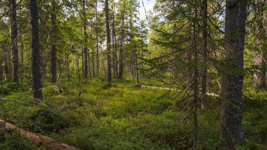 Gå till sida Därför är forskarna oense om skogsbrukets klimatpåverkan