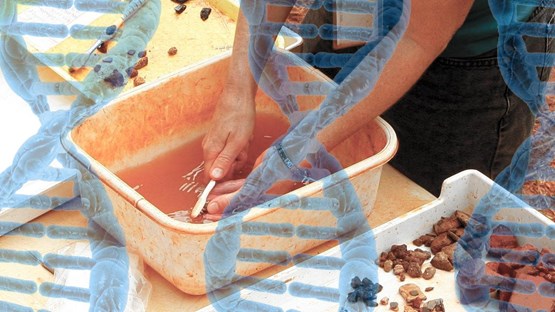 A person is washing archeological finds in a washbasin. DNA strands are visible as a watermark over the photo.