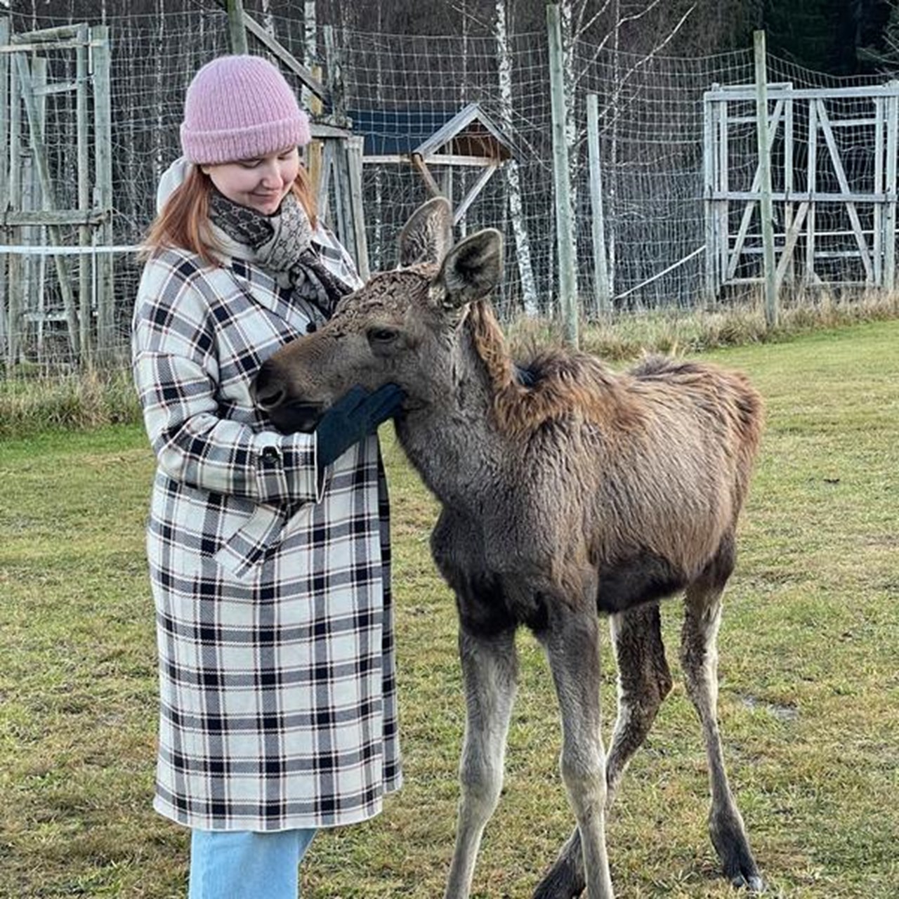 Lovisa Gavelin p&aring; &auml;lgfarmen i Bjurholm med buddyprogammet.