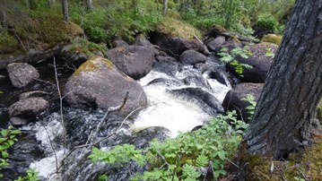 En bäck.