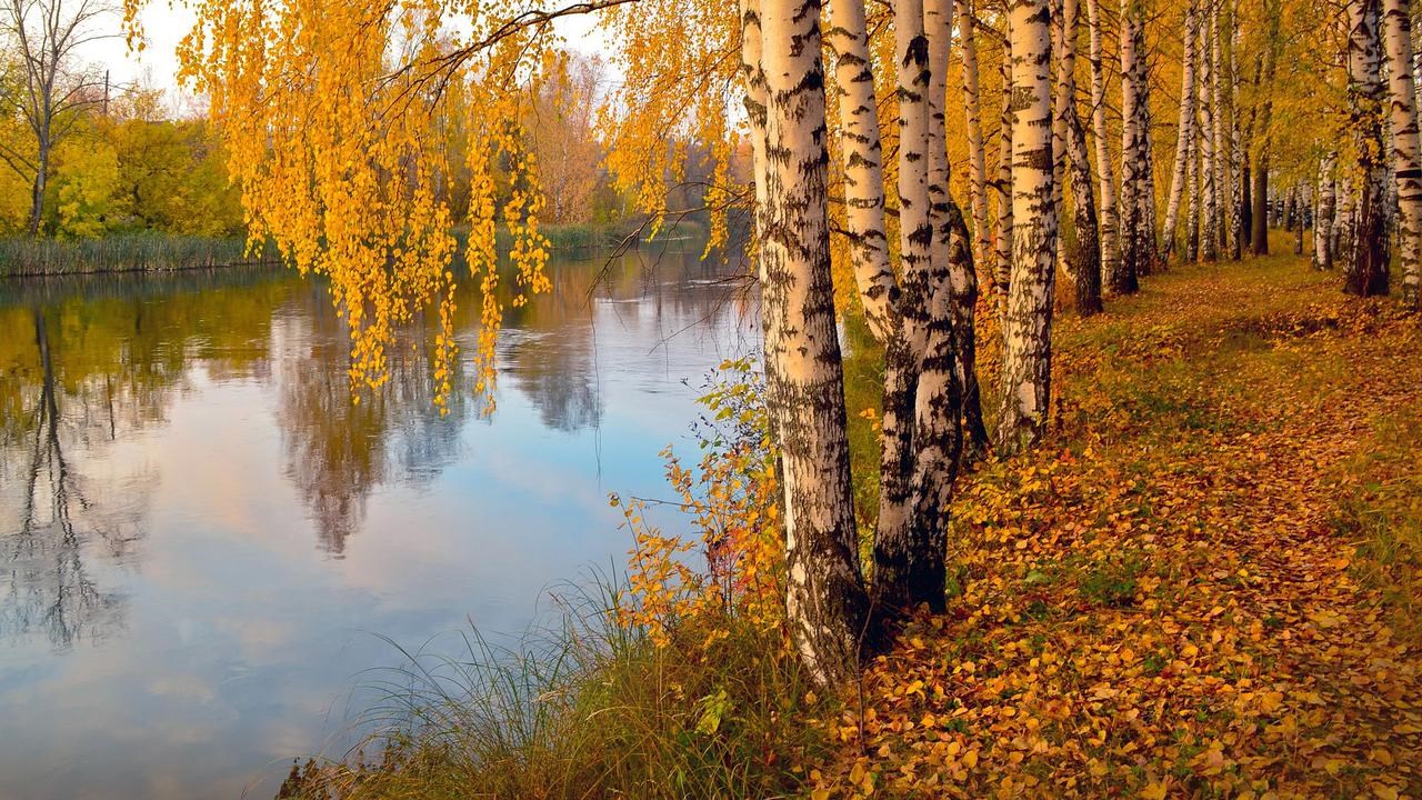 Björkar vid älv i höstfärger.