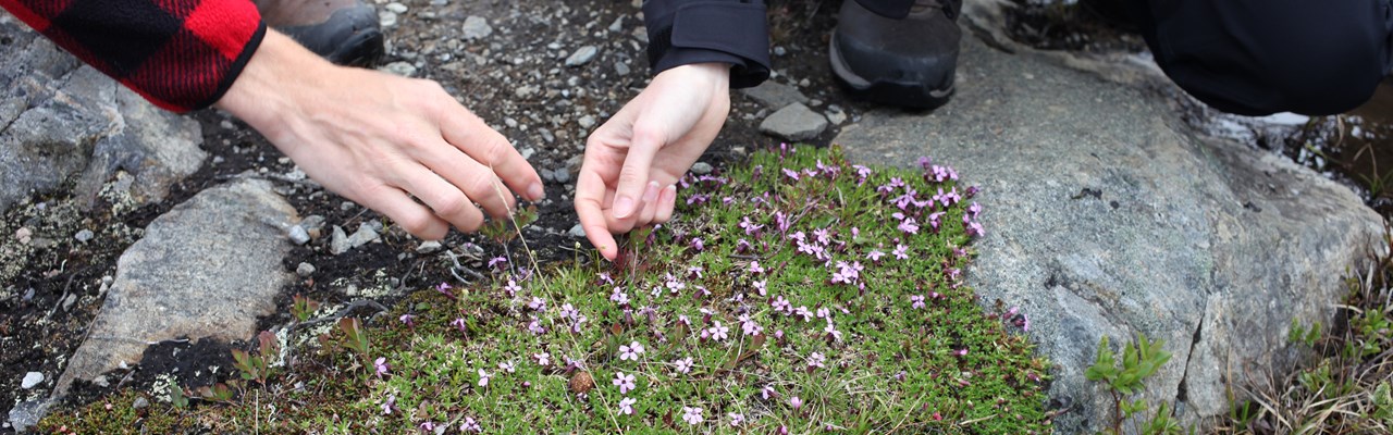 Fjällglim i fjällen med två händer som undersöker blommorna.