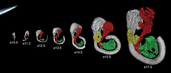 Pancreas.