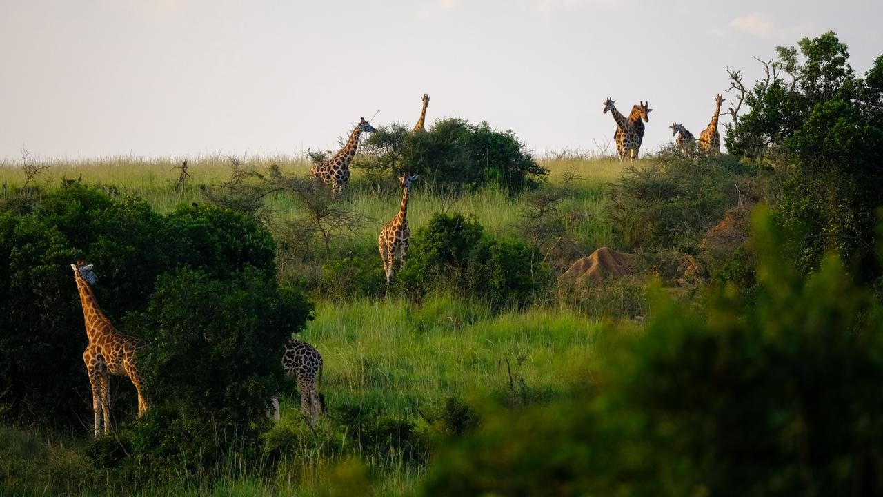 En flock giraffer st&aring;r p&aring; ett gr&ouml;nskande f&auml;lt.