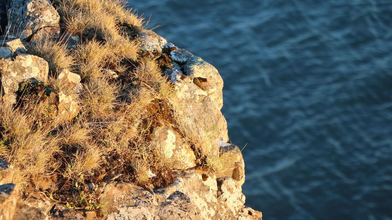 The image shows a piece of a cliff in the foreground with vegetation,mosses and grass, lit up by late day yellow sunlight. In the background is ateal-colored sea with light waves.