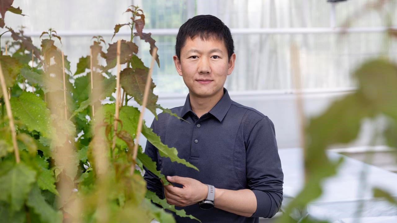 A man standing in front of a young aspen trees in a greenhouse looking into the camera.
