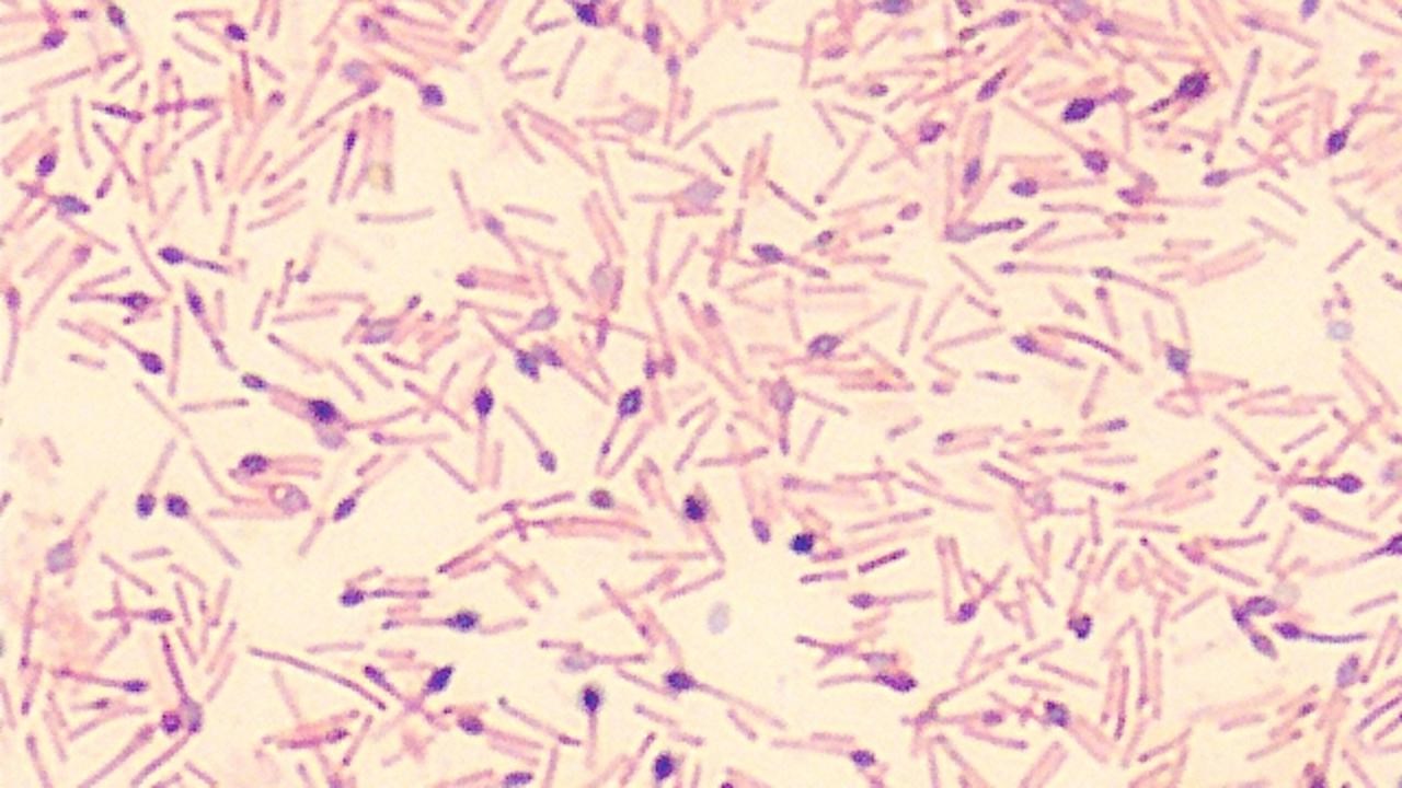 sporbildande bakterie