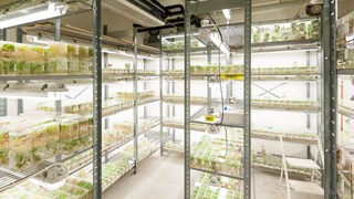 Odlingar i växthus på Umeå Plant Science Center