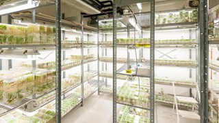 Greenhouse cultivation at Umeå Plant Science Centre