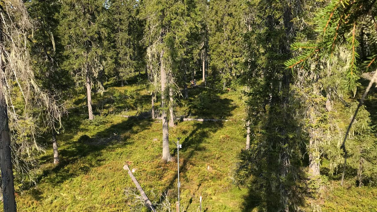 Bild p&aring; gallrad skogsyta sedd snett uppifr&aring;n