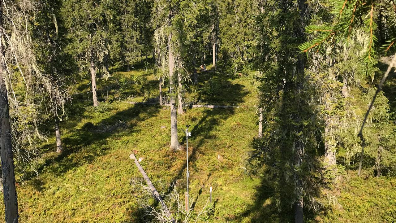 Bild p&aring; gallrad skogsyta sedd snett uppifr&aring;n