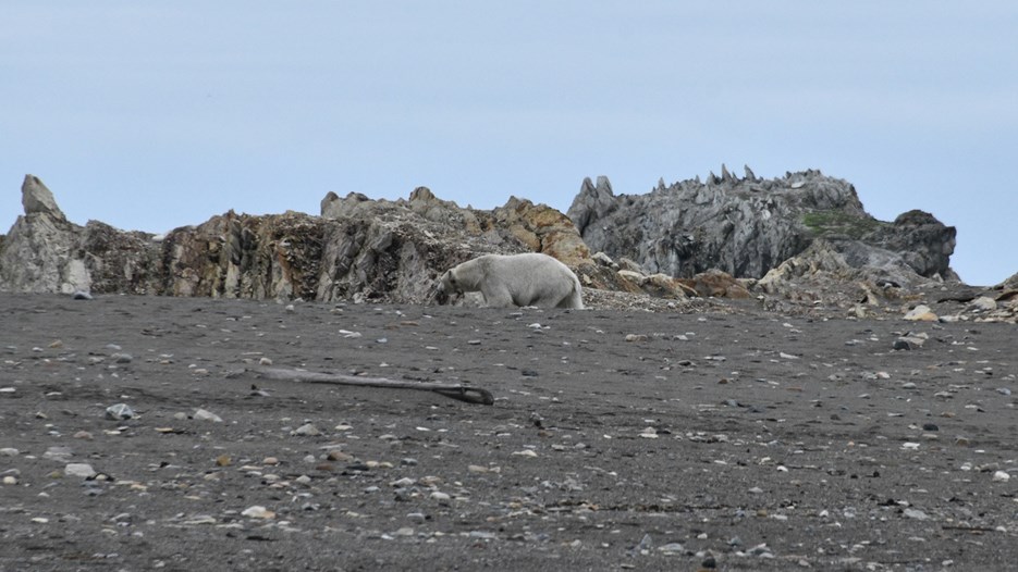 Landskapsfoto med en isbjörn på avstånd.