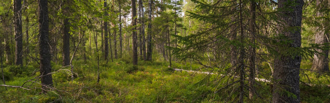 skog