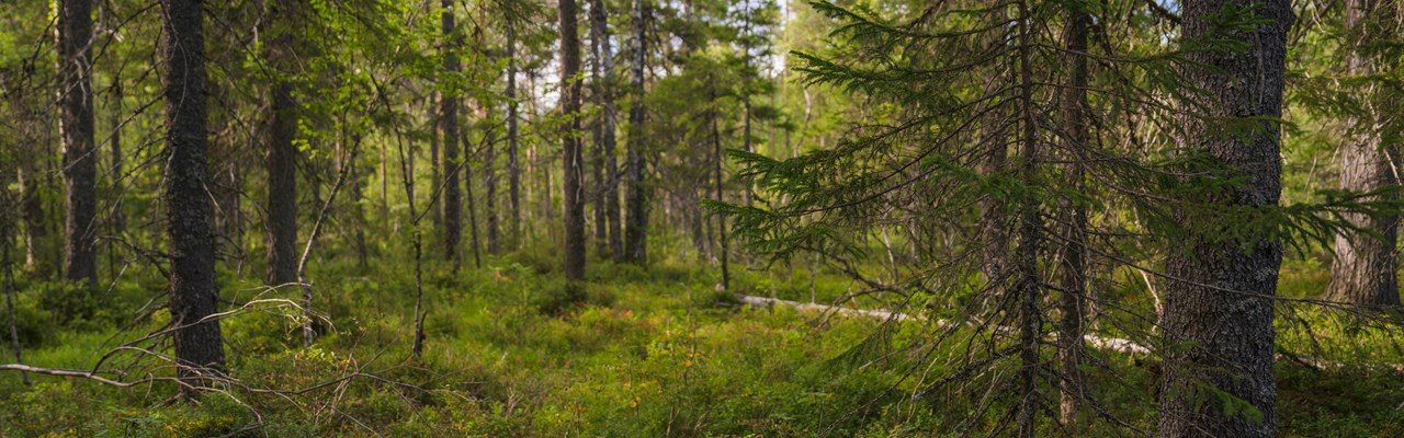 skog