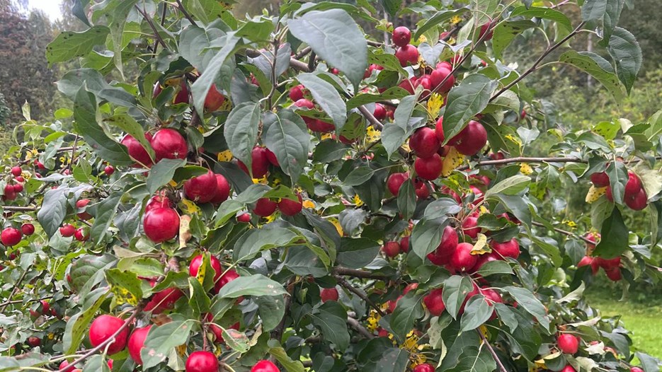 A green apple tree filled with red apples