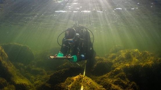 Diver in the Baltic Sea