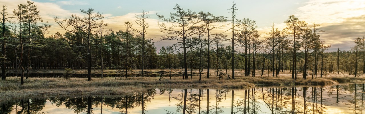 Landskap med myrmark, en liten sjö och skog.