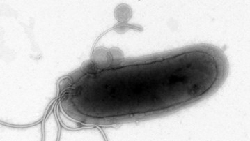 Magsårsbakterien Helicobacter pylori fotograferad genom mikroskop.