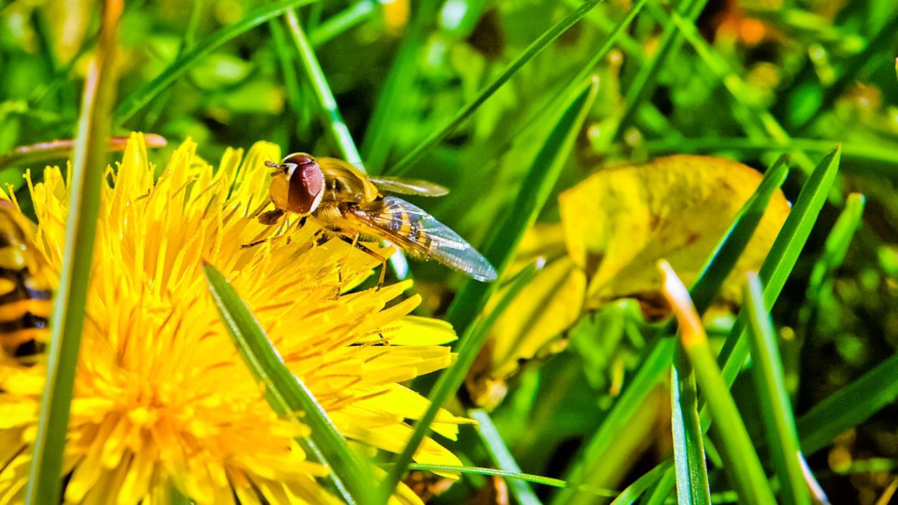 Bild på Höstblommor