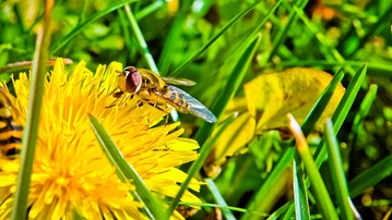 Photo of wasp circling a yellow flower.