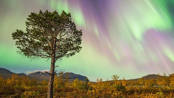 Bild på norrsken över fjällandskap.