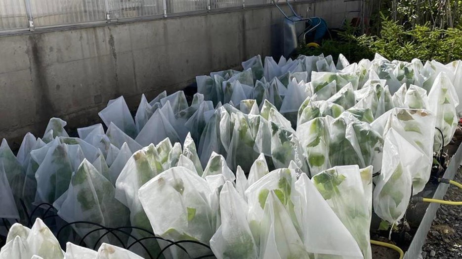 Several small trees covered with whitish bags standing in an outdoor area.