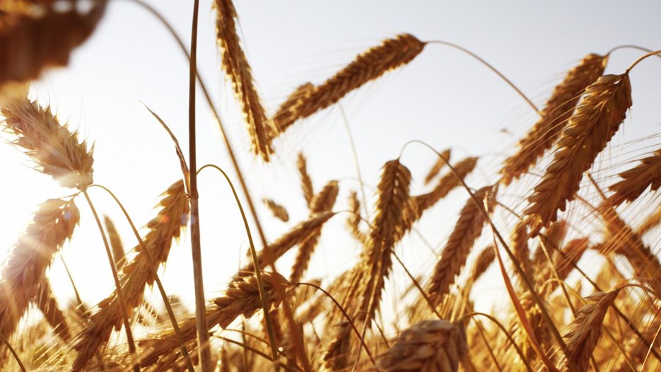 Go to page Old crops – new answers for Sweden’s food preparedness?