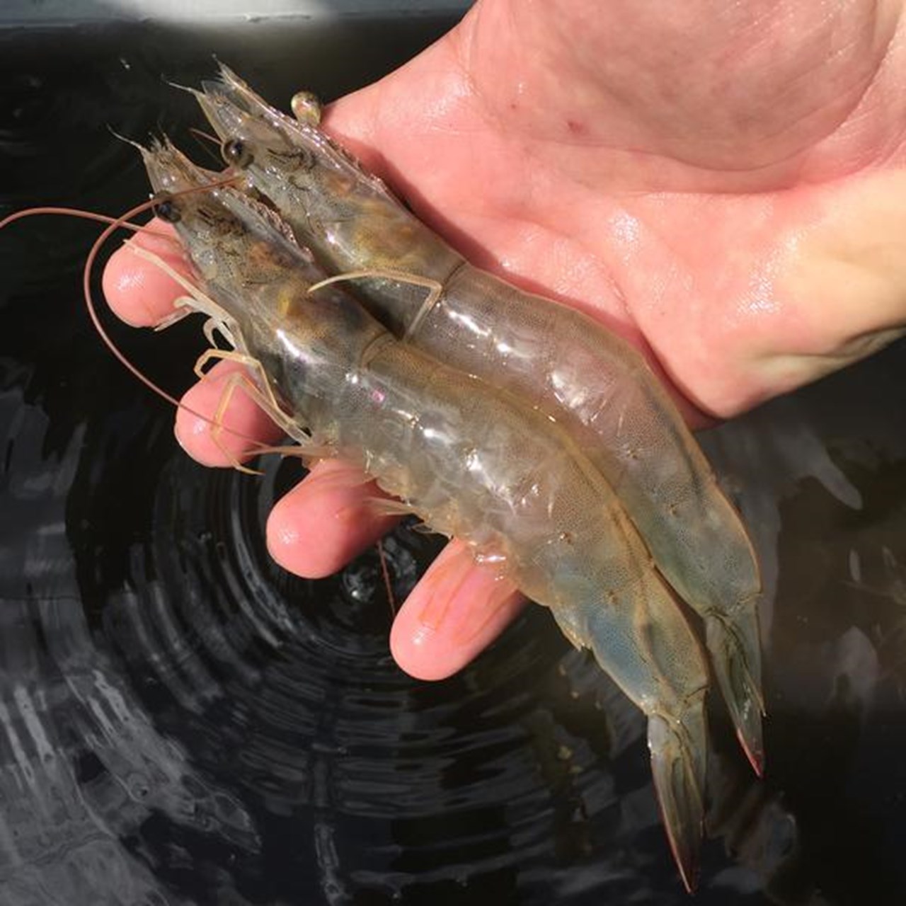 Detaljbild p&aring; tv&aring; r&auml;kor liggande p&aring; en utstr&auml;ckt hand