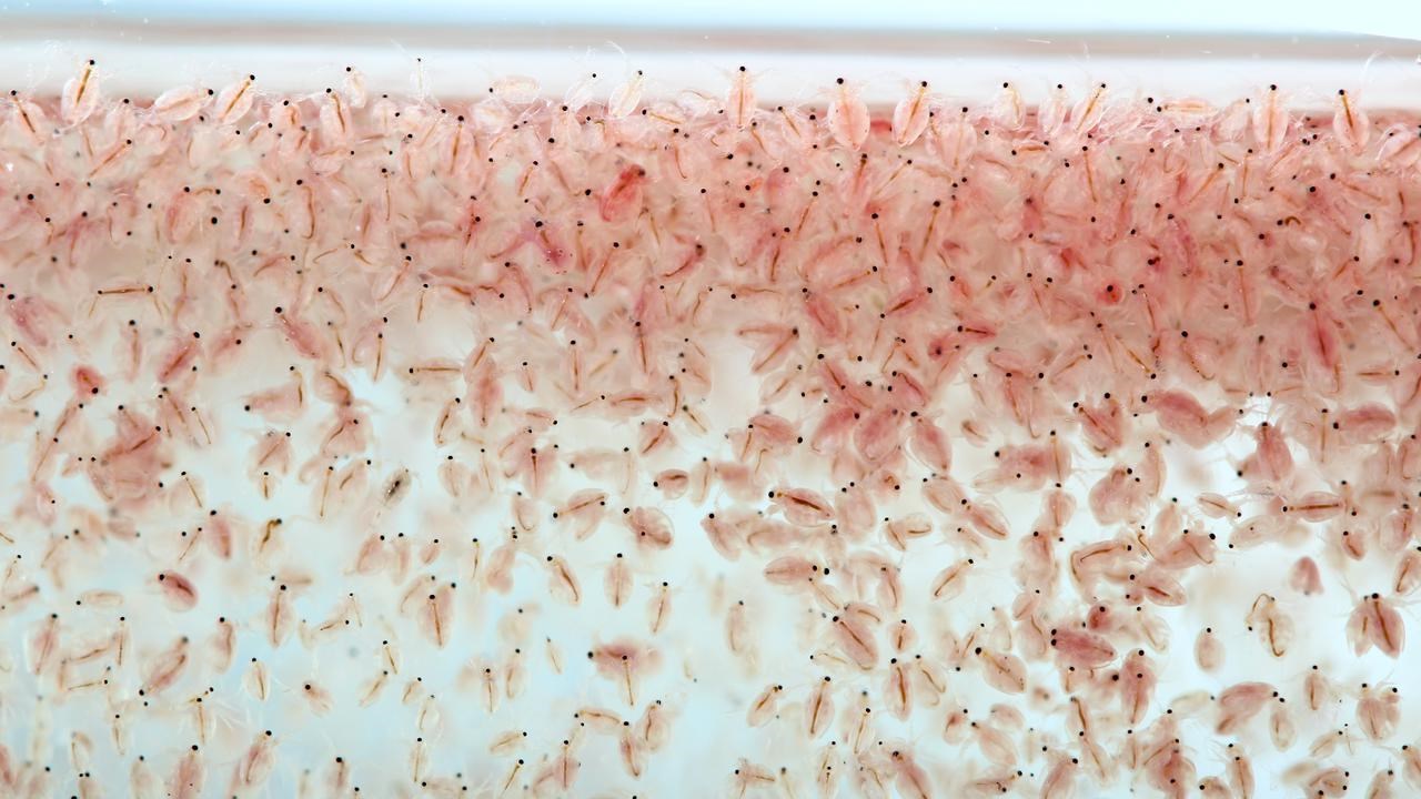 Bild p&aring; plankton