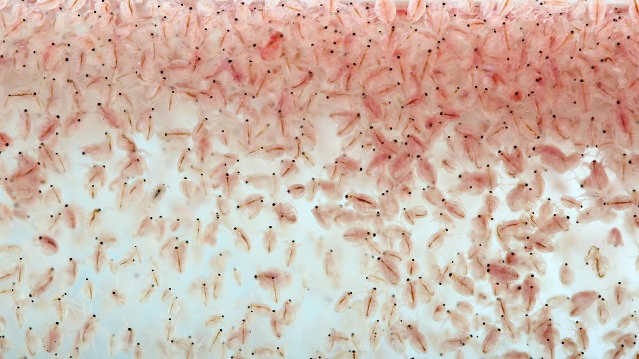 Bild p&aring; plankton