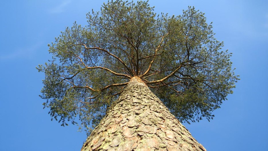 En stor tall fotograferad underifrån upp mot kronan.