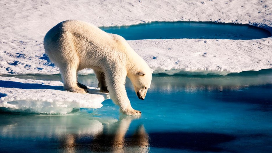 Isbjörn på smältande is.