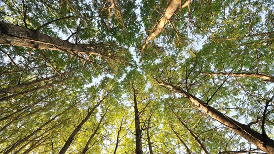 Trees aginst the sky in a forrest.
