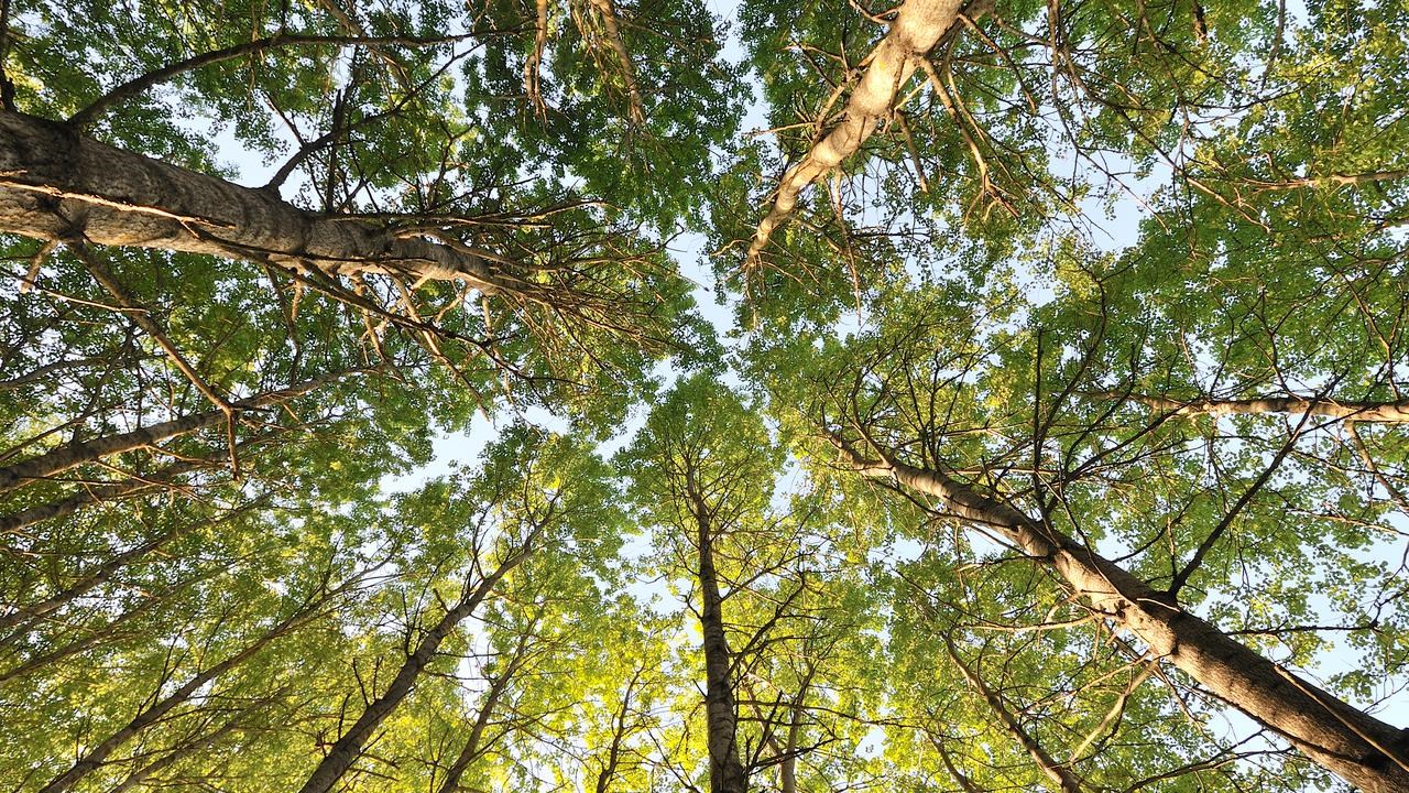 looking up at the top of trees and the sky