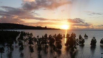 Solnedgång med hav och träd i förgrunden.
