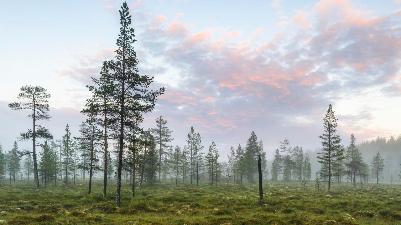 Landskap som visar en myr, barrträd och en blårosa himmel.