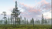 Landskap som visar en myr, barrträd och en blårosa himmel.