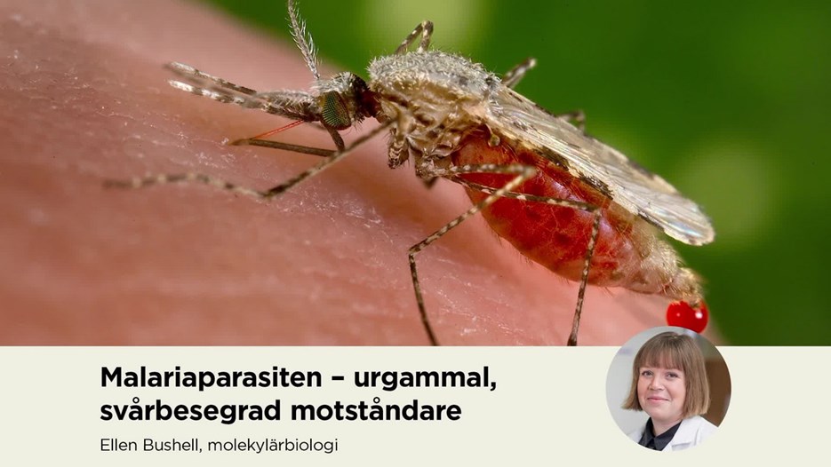 Film: Malariaparasiten – urgammal, pytteliten, svårbesegrad