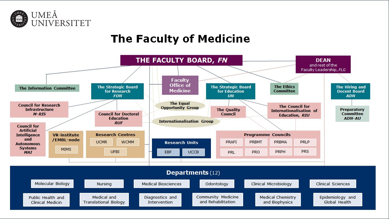 Organization chart for the Faculty of Medicine.