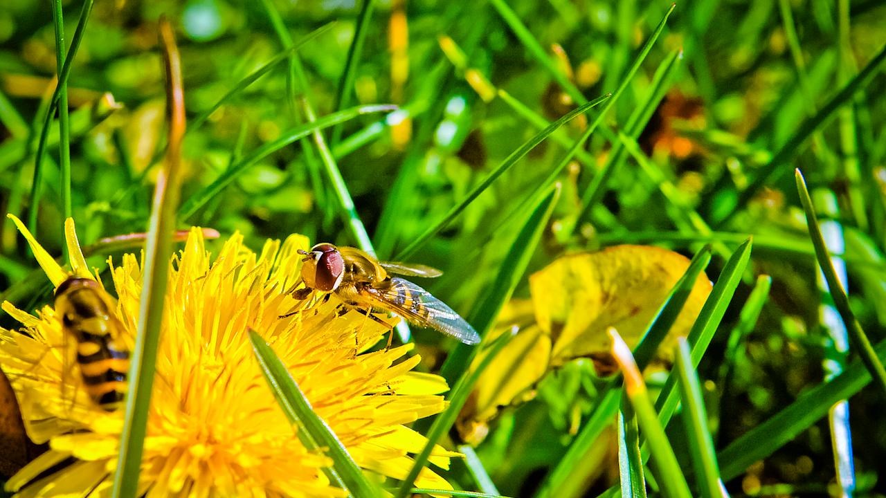 Bild på Höstblommor